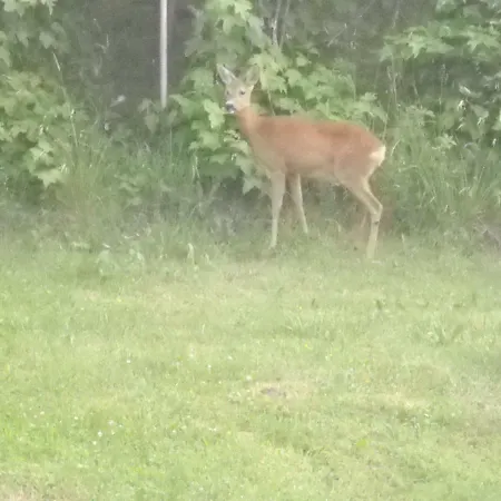 Sielanka * Kudowa-Zdrój